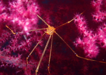 オルトマンワラエビ