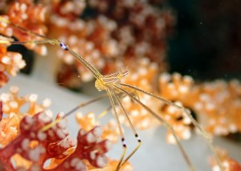 オルトマンワラエビ