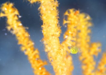 アオサハギ 幼魚