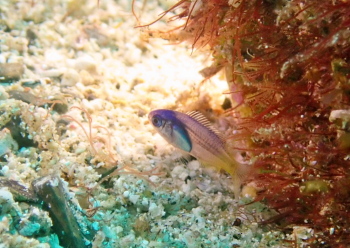 ソラスズメダイ