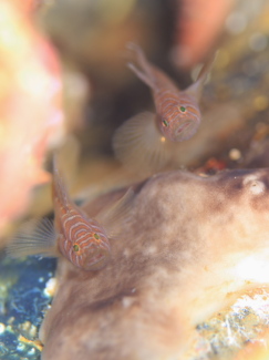 フトスジイレズミハゼ