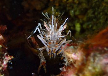 トゲツノメエビ