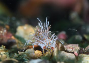 トゲツノメエビ