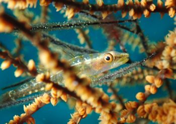 スジグロガラスハゼ