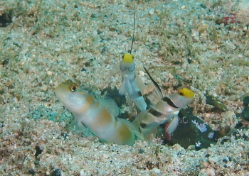 ヤノダテハゼとヒレナガネジリンボウ