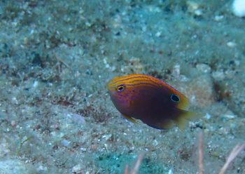 クロメガネスズメダイ