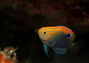 クロメガネスズメダイ