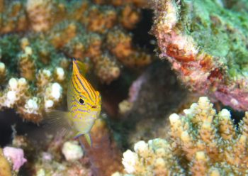 クロメガネスズメダイ