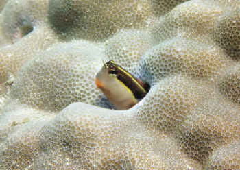 ヒトスジギンポ