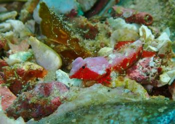 コウワンテグリ