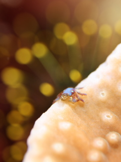 アシビロサンゴヤドリガニ