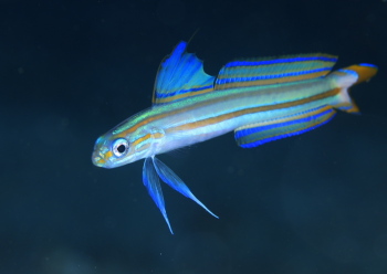 スジクロユリハゼ