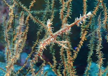 ニシキフウライウオ