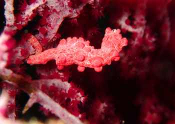 ピグミーシーホース