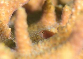 フタイロサンゴハゼ