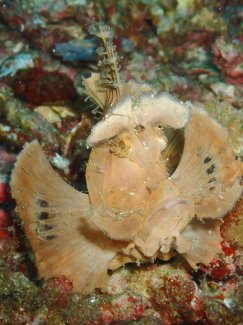 ホウセキカサゴ