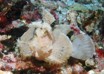 ホウセキカサゴ