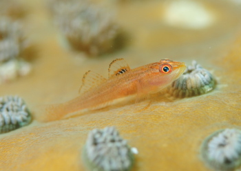 セボシウミタケハゼ