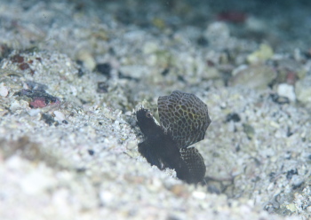 ホタテツノハゼ