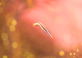 ハシナガウバウオ