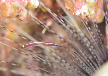 ハシナガウバウオ