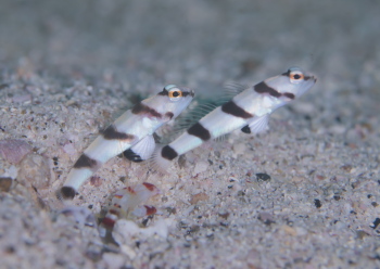 キツネメネジリンボウ