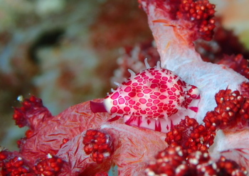 テンロクケボリガイ