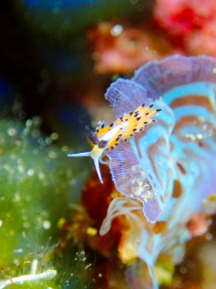 ツルガチゴミノウミウシ