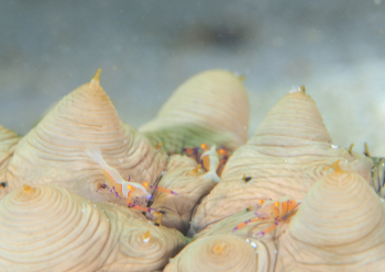 ウミウシカクレエビ