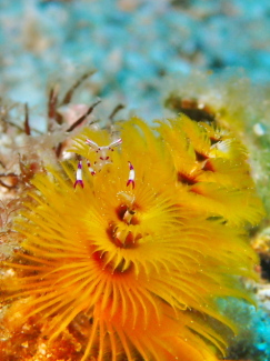 アカホシカクレエビ