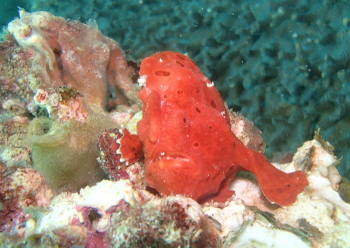 イロカエルアンコウ