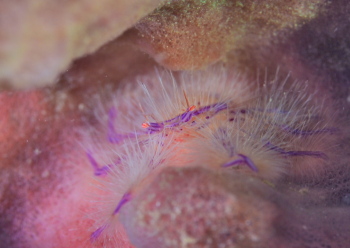 サクラコシオリエビ