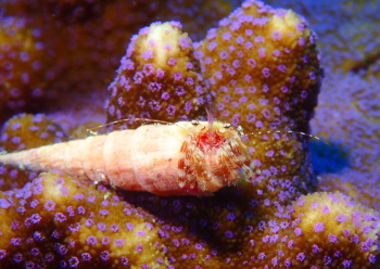 テブクロイトヒキヤドカリ