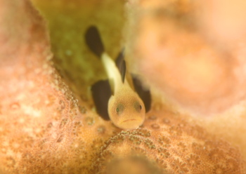 パンダダルマハゼ