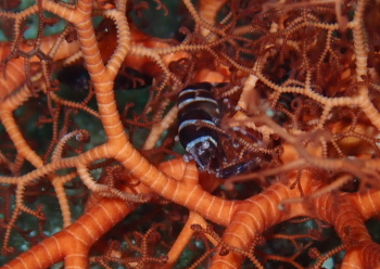 テヅルモヅルエビ