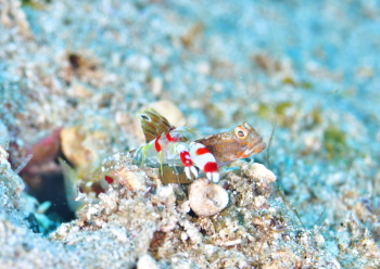 ホタテツノハゼSP