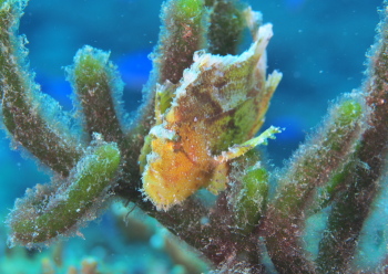 ハダカハオコゼ