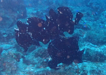 オオモンカエルアンコウ