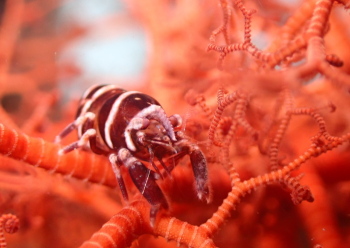 テヅルモヅルエビ