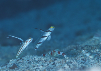 ハゼ達とエビちゃん