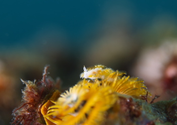 コトヒメウミウシ