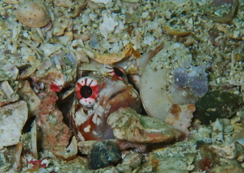 ジョーフィッシュ