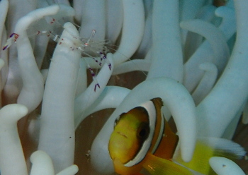 クマノミとアカホシカクレエビ