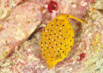 ハコフグ（幼魚）