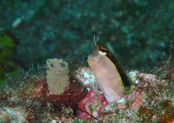 ヒトスジギンポ