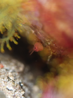 イレズミハゼ属の一種