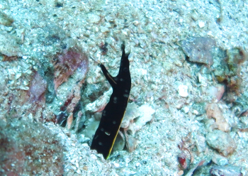 ハナヒゲウツボ（幼魚）