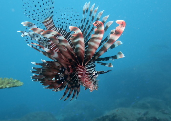 ハナミノカサゴ