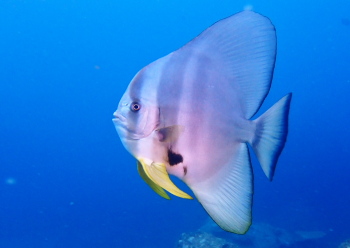 Longfin Batfish