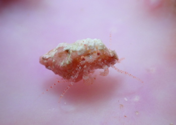 ネジレヤドカリ属の一種